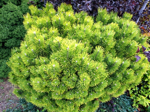 Pinus mugo 'Wintergold' 